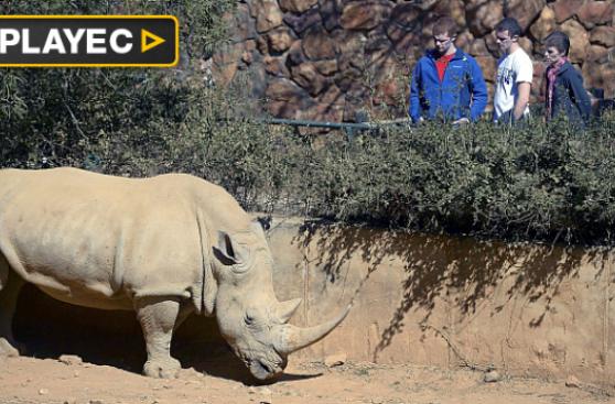 Baja ligeramente la caza furtiva de rinocerontes en Sudáfrica