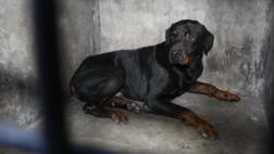 Niño de 4 años grave tras ataque de rottweiler en Los Olivos