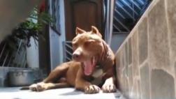 Chiclayo: perro pitbull con 'requisitoria' por morder a mujer