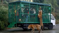 En este zoológico, los humanos y animales cambian de papel