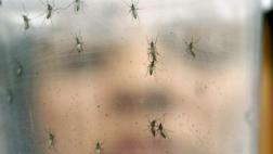 ONU propone usar tecnología nuclear para combatir el zika