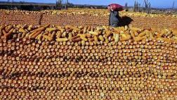 ONU: el cambio climático afecta seguridad alimentaria del mundo