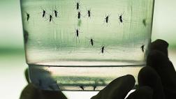 Tumbes pide ser declarada en emergencia ante riesgo del zika