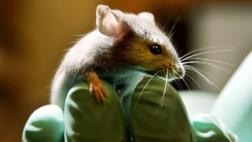 Predicen la toxicidad de productos sin probarlos en animales