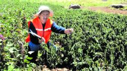 Puno: sector agrícola es declarado en emergencia