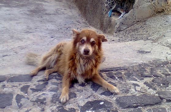¿Cómo ayudar a un animal en apuros?