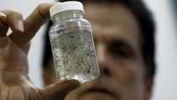 La OMS convoca a reunión de emergencia por el virus zika