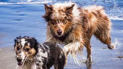Playas para perros ¿Por qué no?