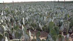 ADEX:Precios especulativos afectan a productores de cochinilla