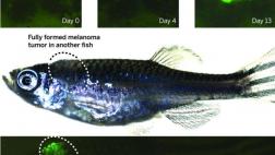 Observan en vivo evolución de un cáncer desde la primera célula