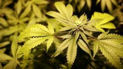 Argentina: Hallan 186 kilos de marihuana ocultos en un ómnibus