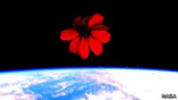 Las flores que crecen en la Estación Espacial Internacional