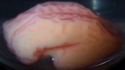 Crean una réplica en 3D del cerebro humano