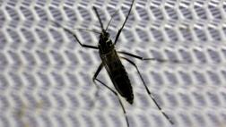 OMS investiga el aumento de microcefalias en regiones con zika
