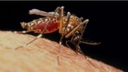 Nicaragua: 15 contagiados con zika incluidas dos embarazadas