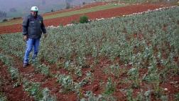Declaran en emergencia la agricultura en 9 provincias de Junín