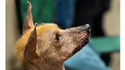 ¿Cáncer de piel en perros y gatos?