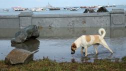 Oleajes en el Callao: cierran playas de Ventanilla por 24 horas