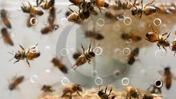 Perú: otros casos de ataques de abejas