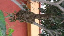 ¿Qué hacer ante la presencia de abejas? Sigue estos consejos