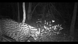Argentina: reaparece felino que se creía extinto hace 10 años