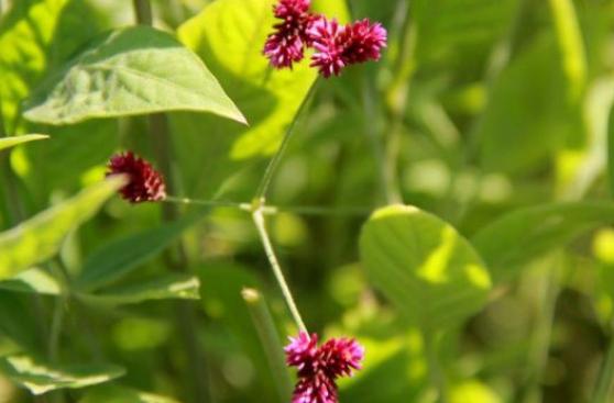 Jardín botánico del INS reúne más de 400 plantas medicinales