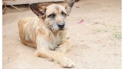 ¡Ayuda a cambiar la vida de más perros aquí!