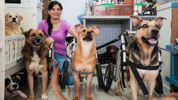 Un oasis para perros desvalidos