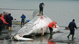 La inesperada razón por la que Japón sigue cazando ballenas