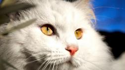 ¿Para qué personas son ideales los gatos?