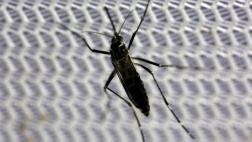 OMS sabrá si el zika causa microcefalia en pocas semanas
