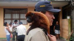 Perú es líder en tráfico de fauna silvestre