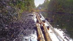 Derrame de petróleo: “Un año demorará restaurar flora y fauna”