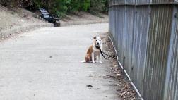 ¿Qué pasa cuando abandonas a tu mascota?