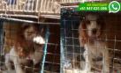 La Parada: perros en venta son mantenidos en malas condiciones