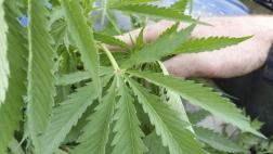 Argentina: Incautan dos toneladas de marihuana en camión