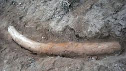 Hallan colmillo de elefante primitivo de hace un millón de años