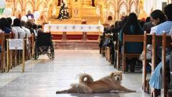 Perro se cuela en una misa y hace reír a niños con cáncer
