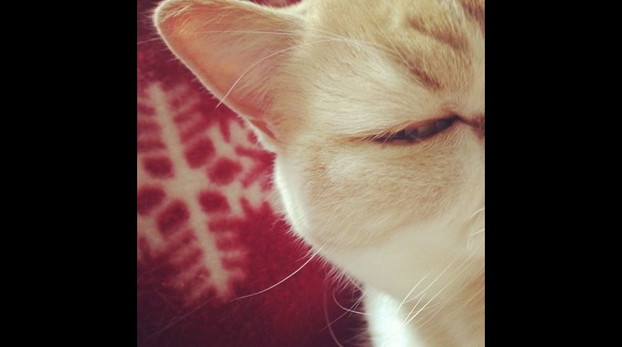Este gato japonés podría destronar a Grumpy Cat en Facebook