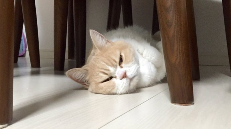 Este gato japonés podría destronar a Grumpy Cat en Facebook