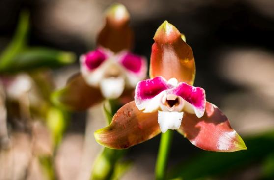 Las bellas orquídeas del Santuario Históricos de Machu Picchu