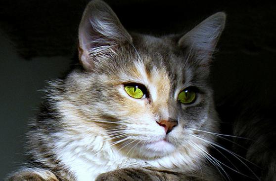Cuidado con cortarle los bigotes a tu gato