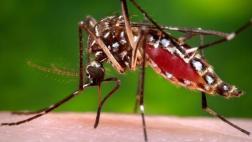 OMS: epidemia del zika acabará antes de los Juegos Olímpicos