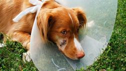 ¿Cómo crear un botiquín para tu mascota?