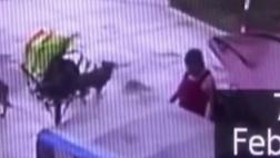 Ate: cámaras registraron brutal agresión contra niña de 4 años