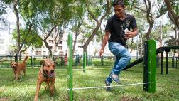 Los perros ganan terreno