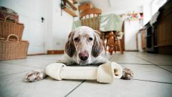 Los huesos pueden perjudicar a tu perro