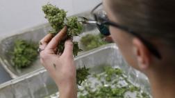 Aumentan casos de afectados por marihuana en Colorado