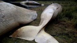 Chile: hallazgo de ballenas muertas sería un fenómeno periódico