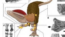 Este dinosaurio recibió una brutal golpiza y sobrevivió